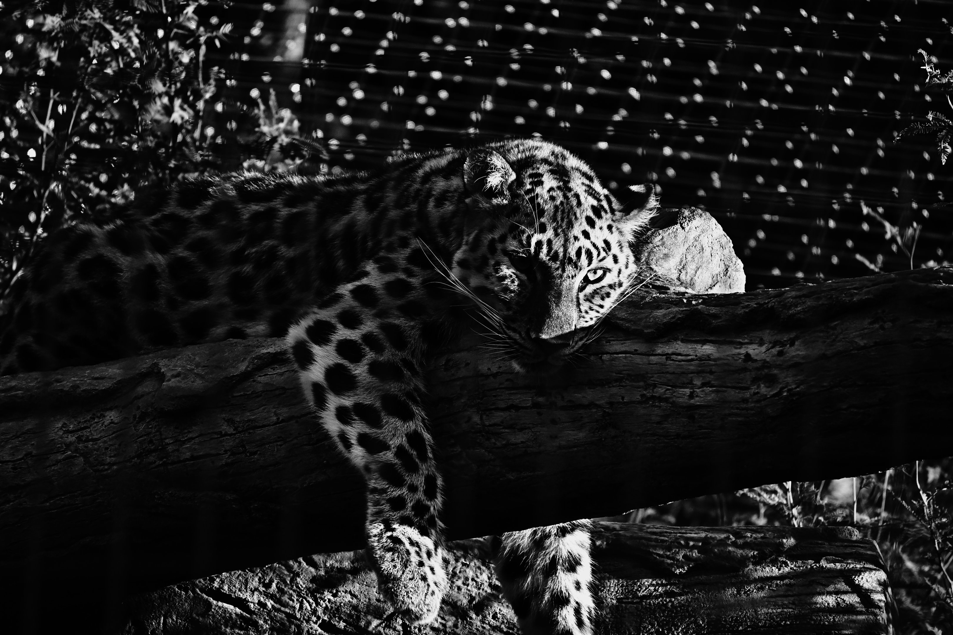 Amur Leopard