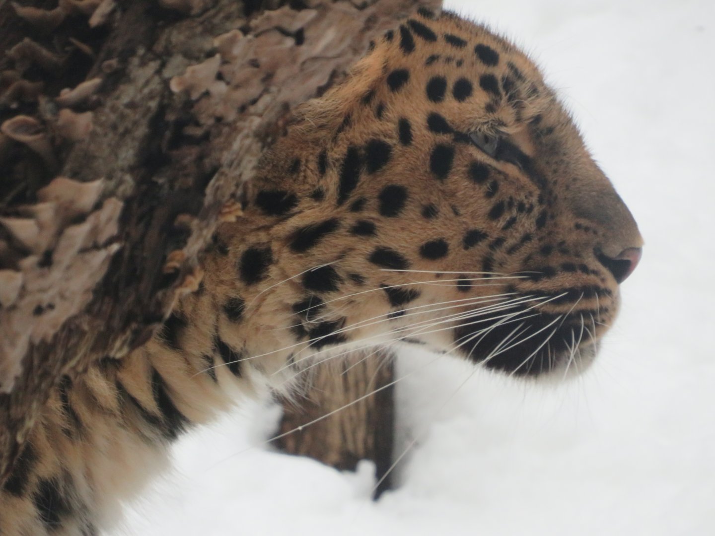 Amur Leopard