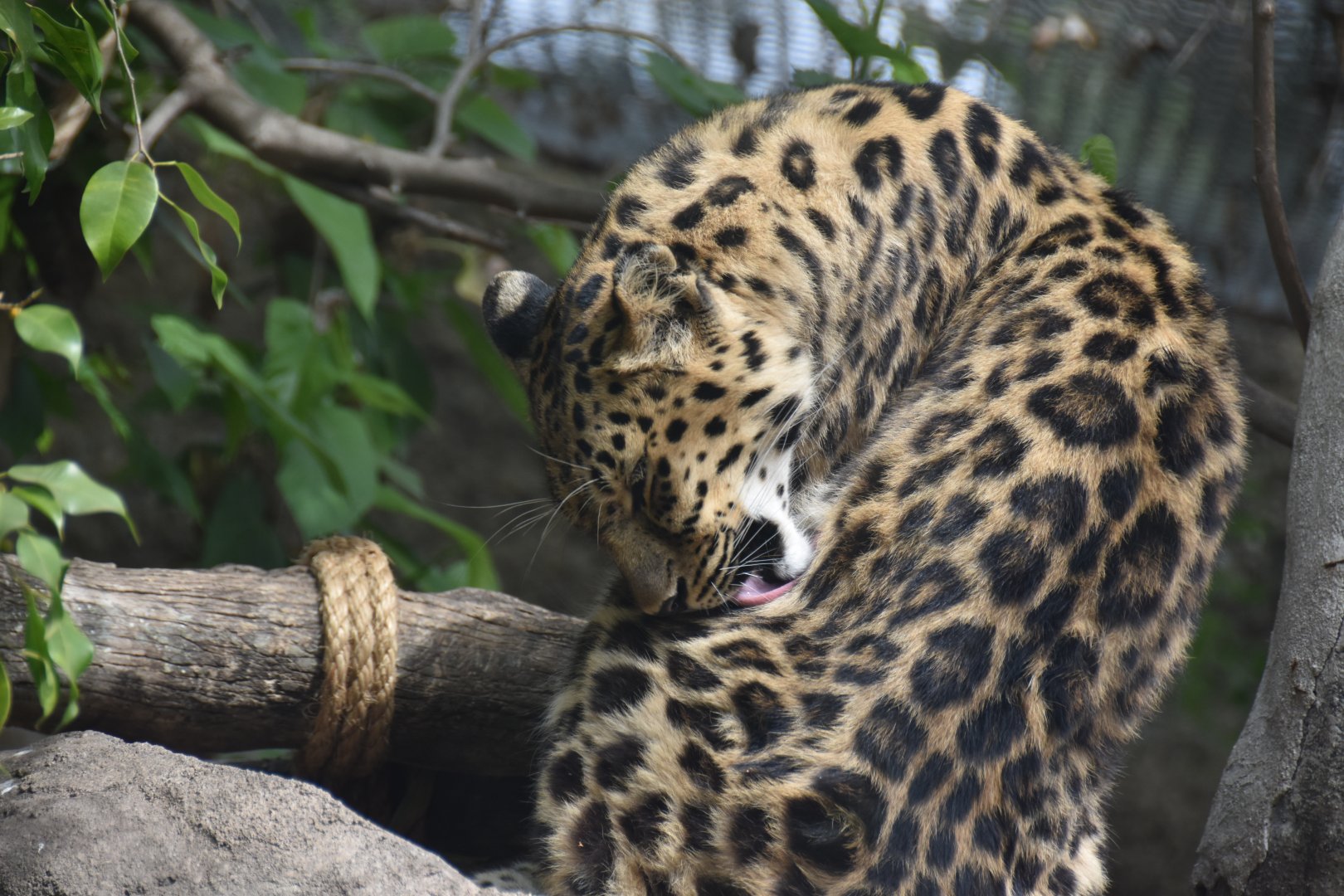 Amur leopard