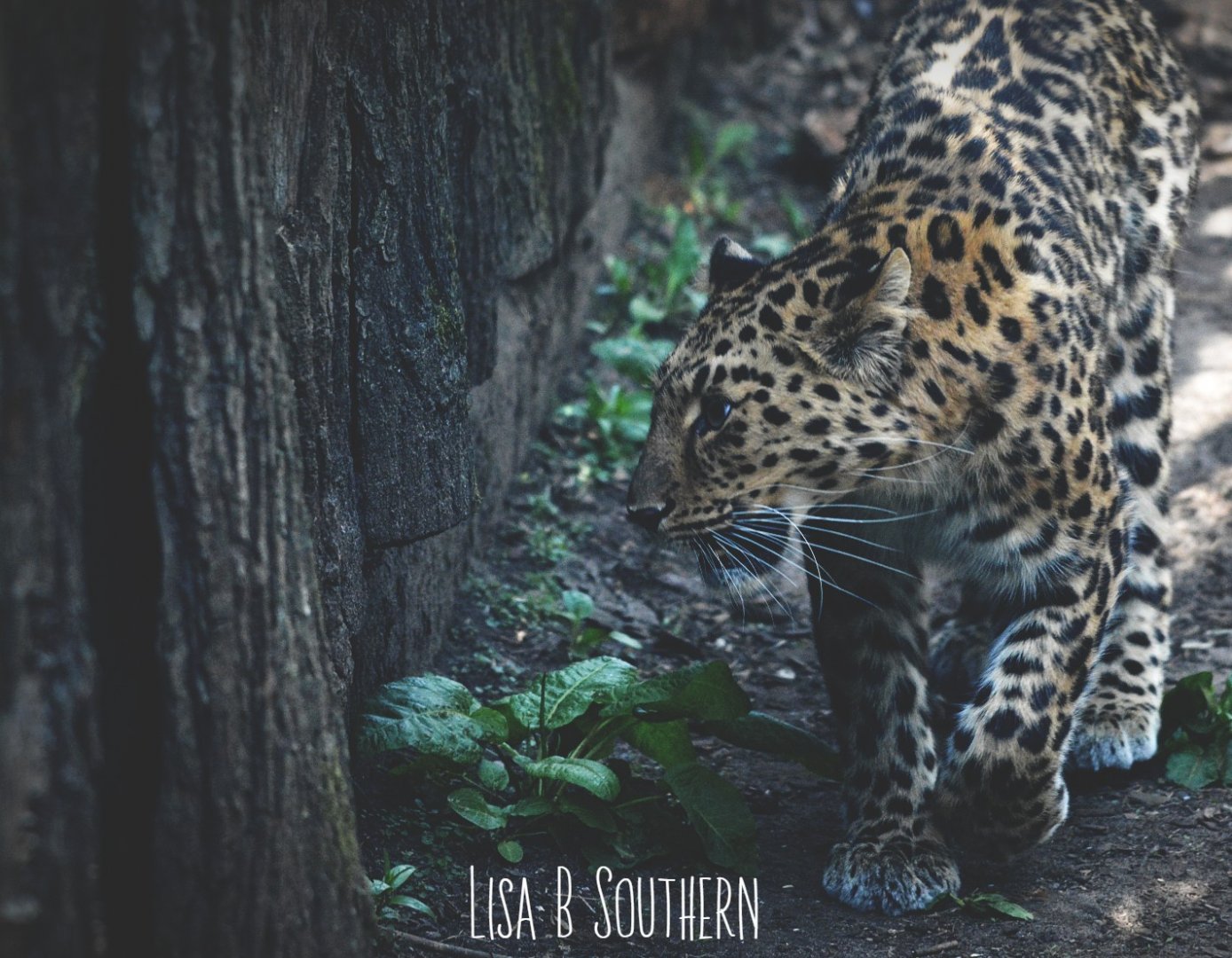 .:Amur Leopard:.