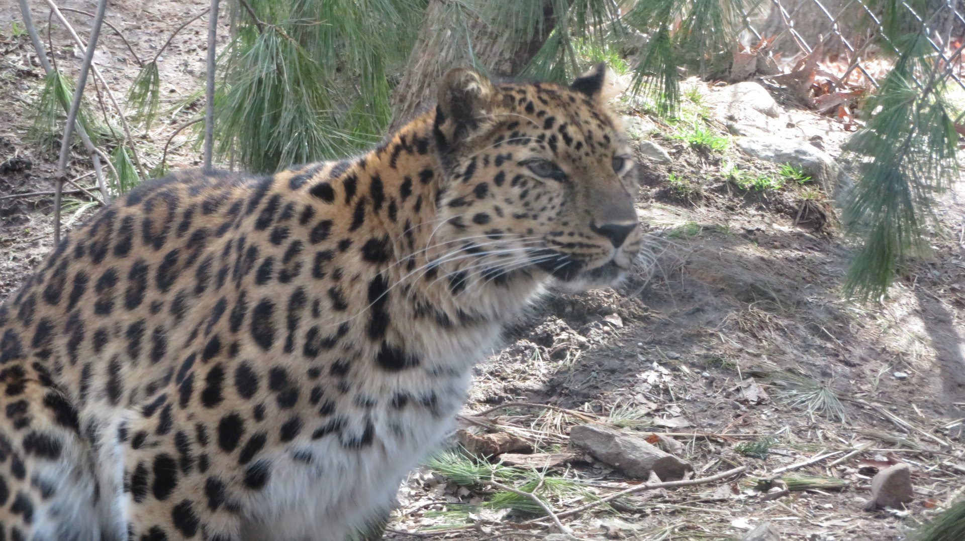 Amur Leopard