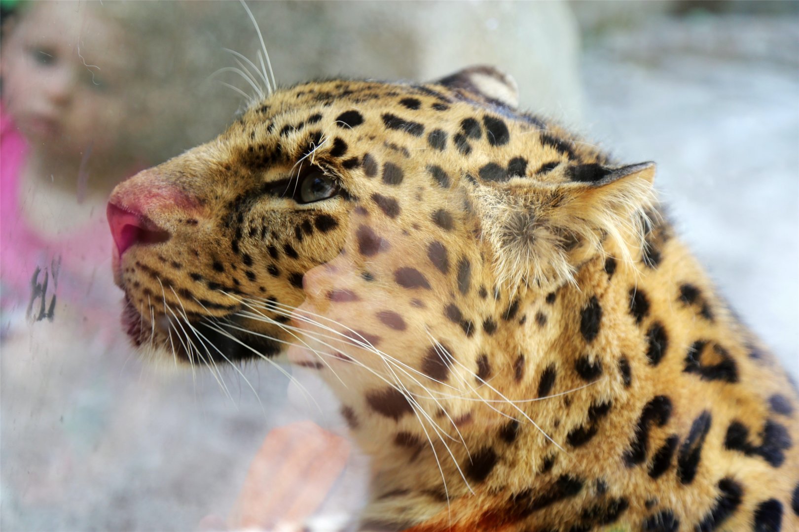 Amur Leopard