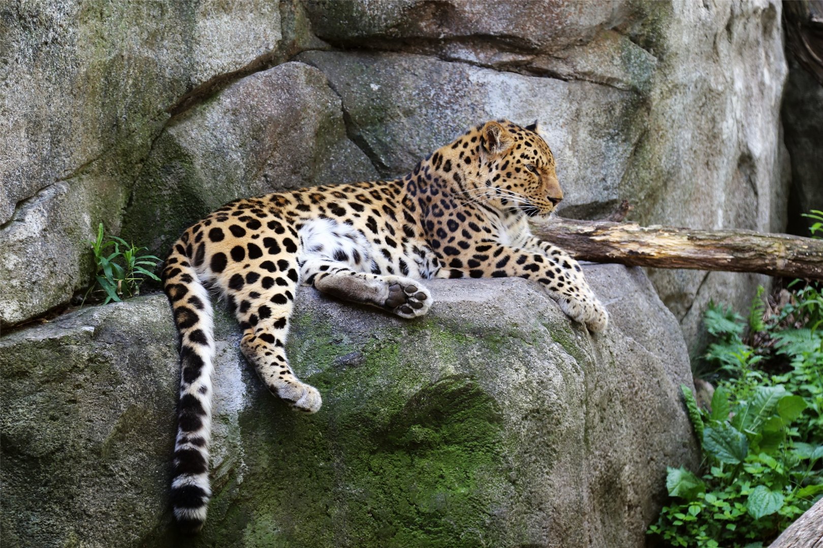 Amur Leopard