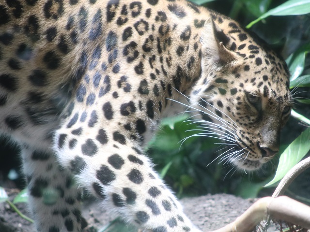 Amur Leopard