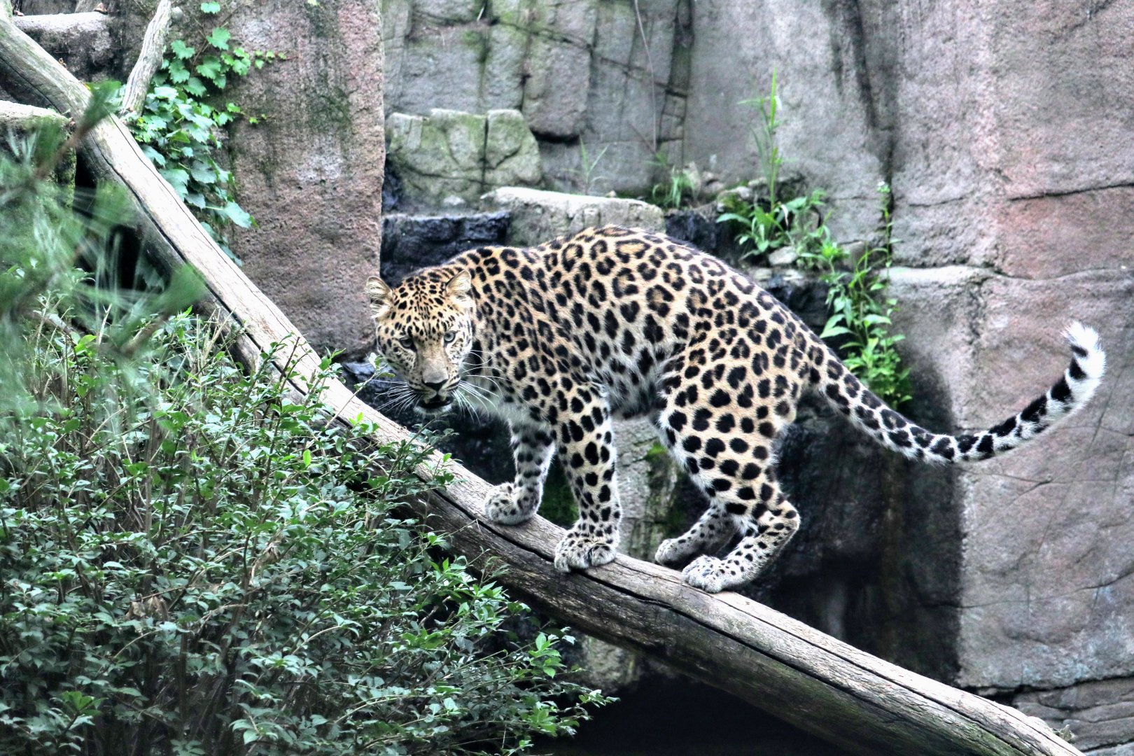 Amur Leopard