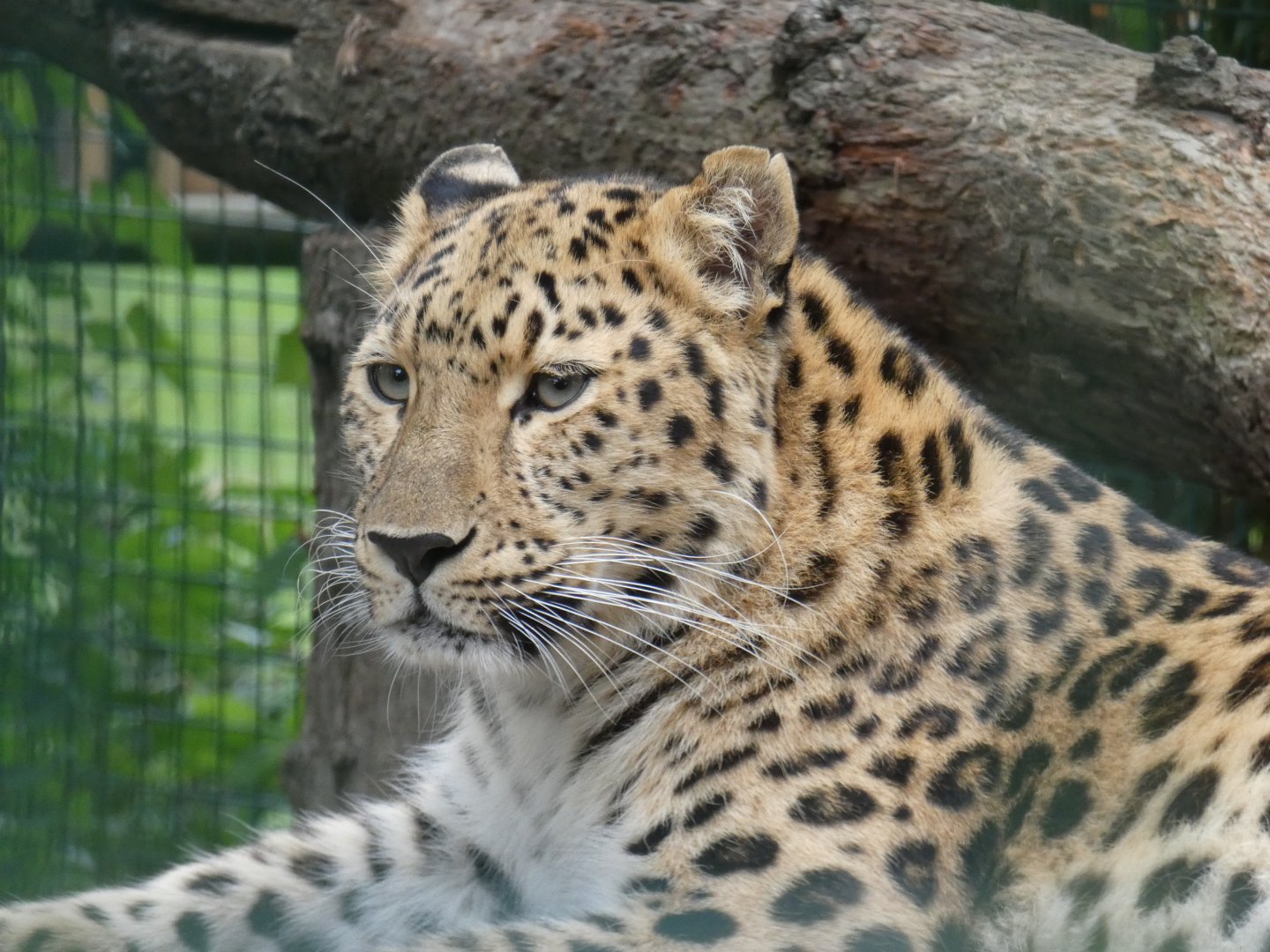 Amur leopard