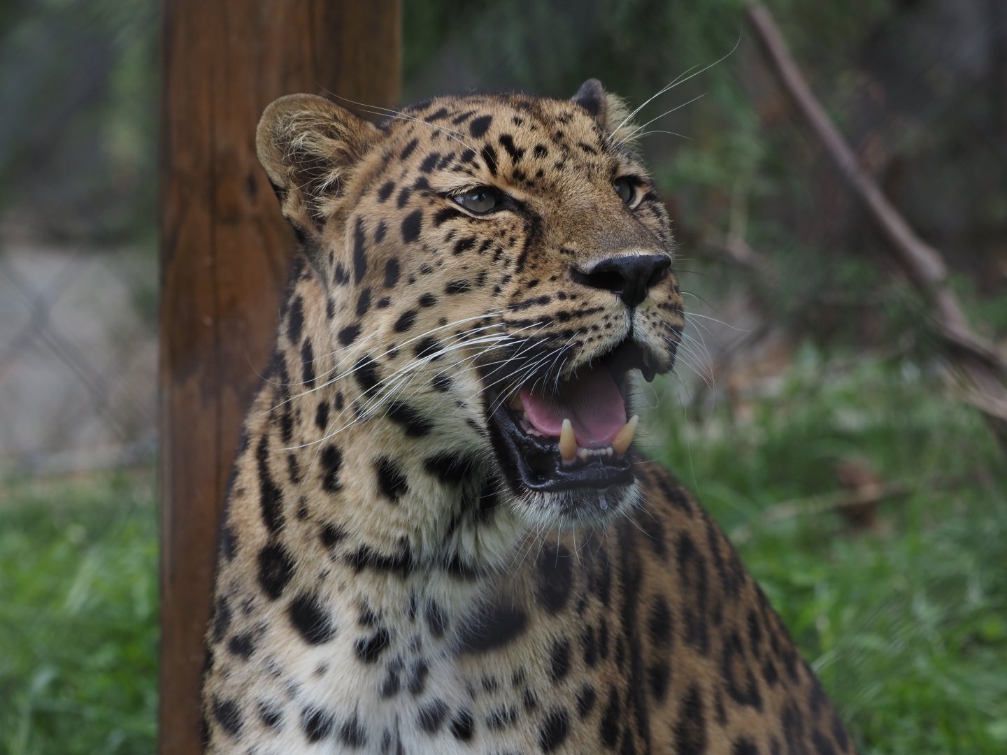 Amur leopard