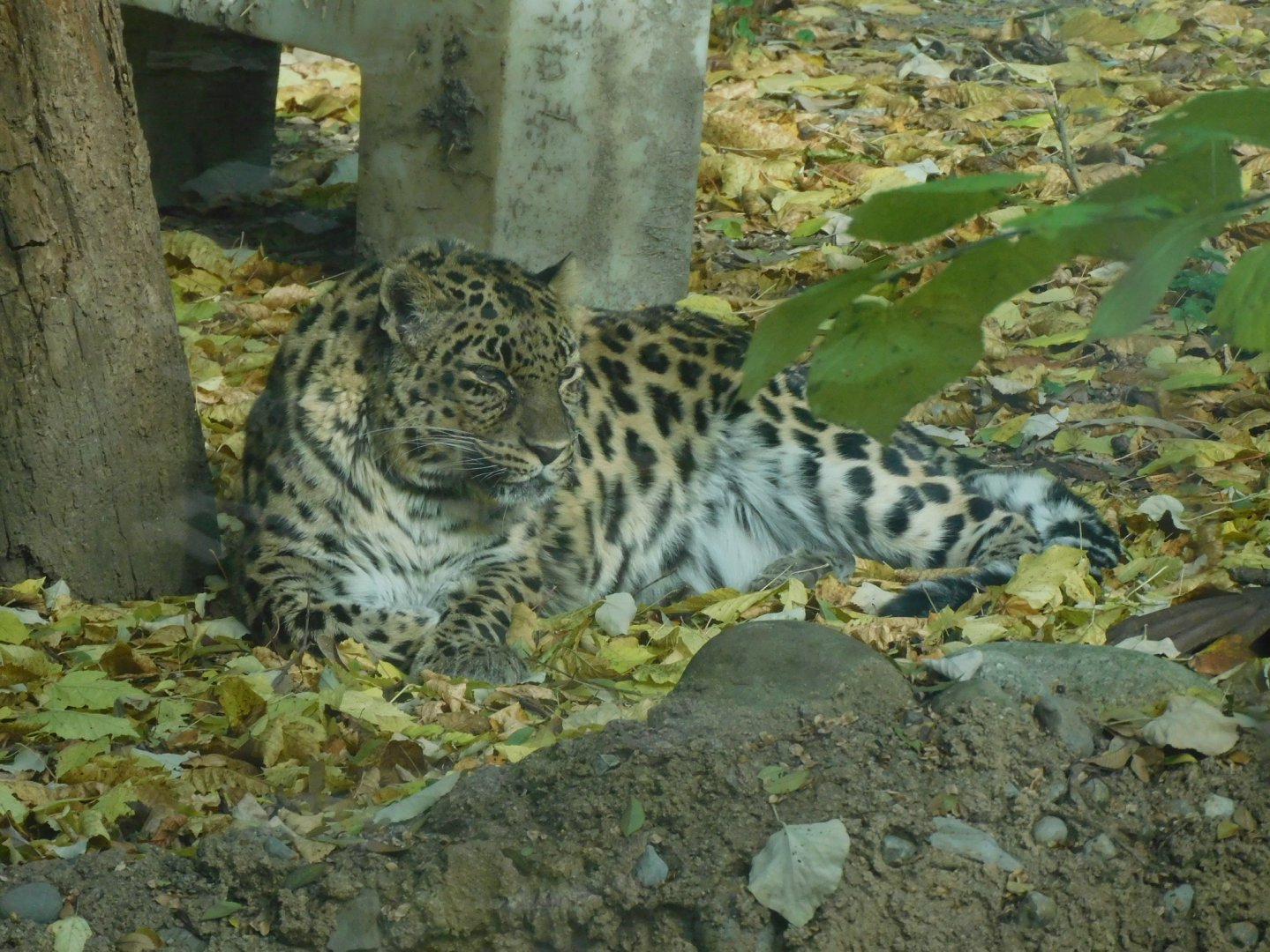Amur leopard