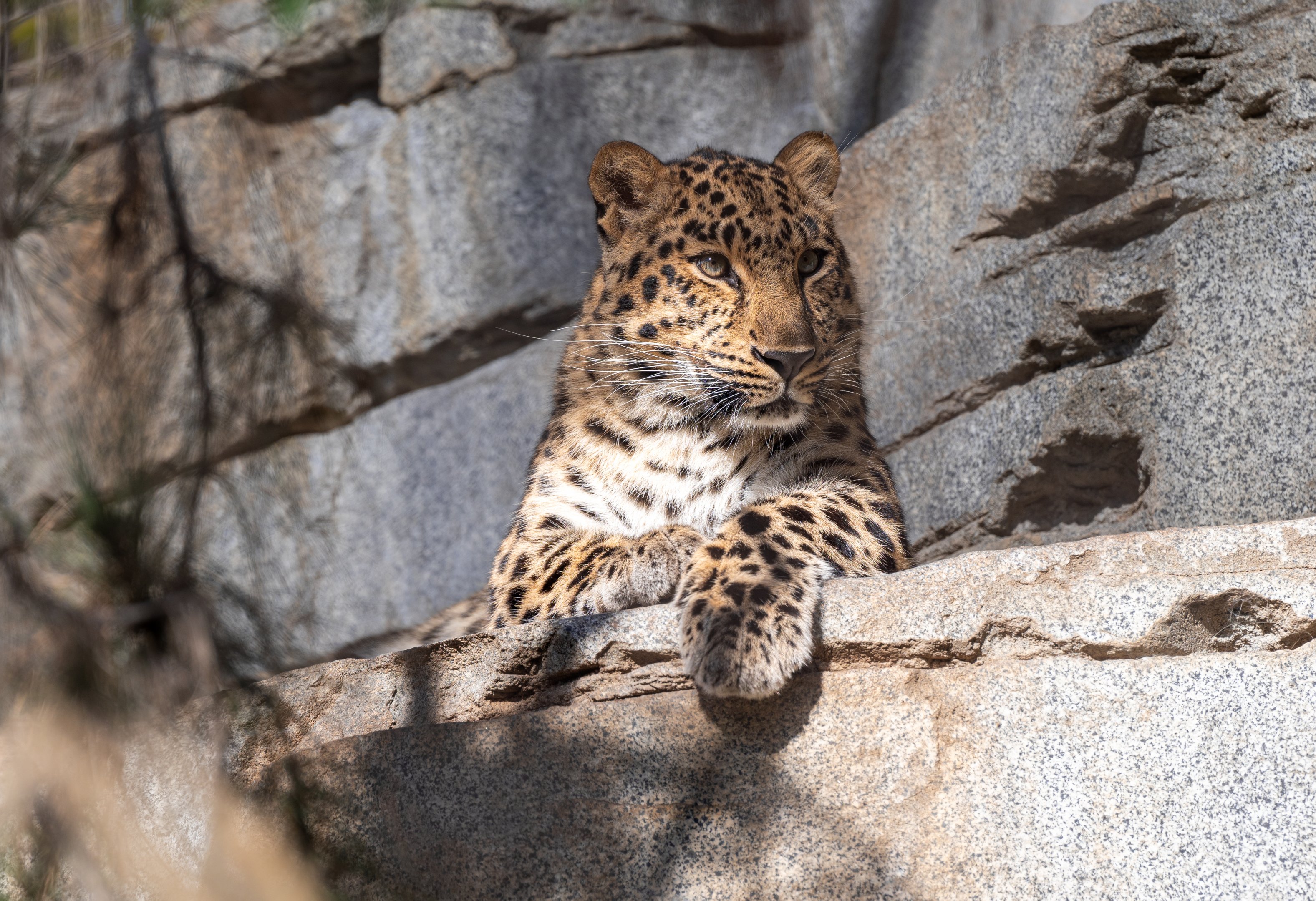 Amur Leopard