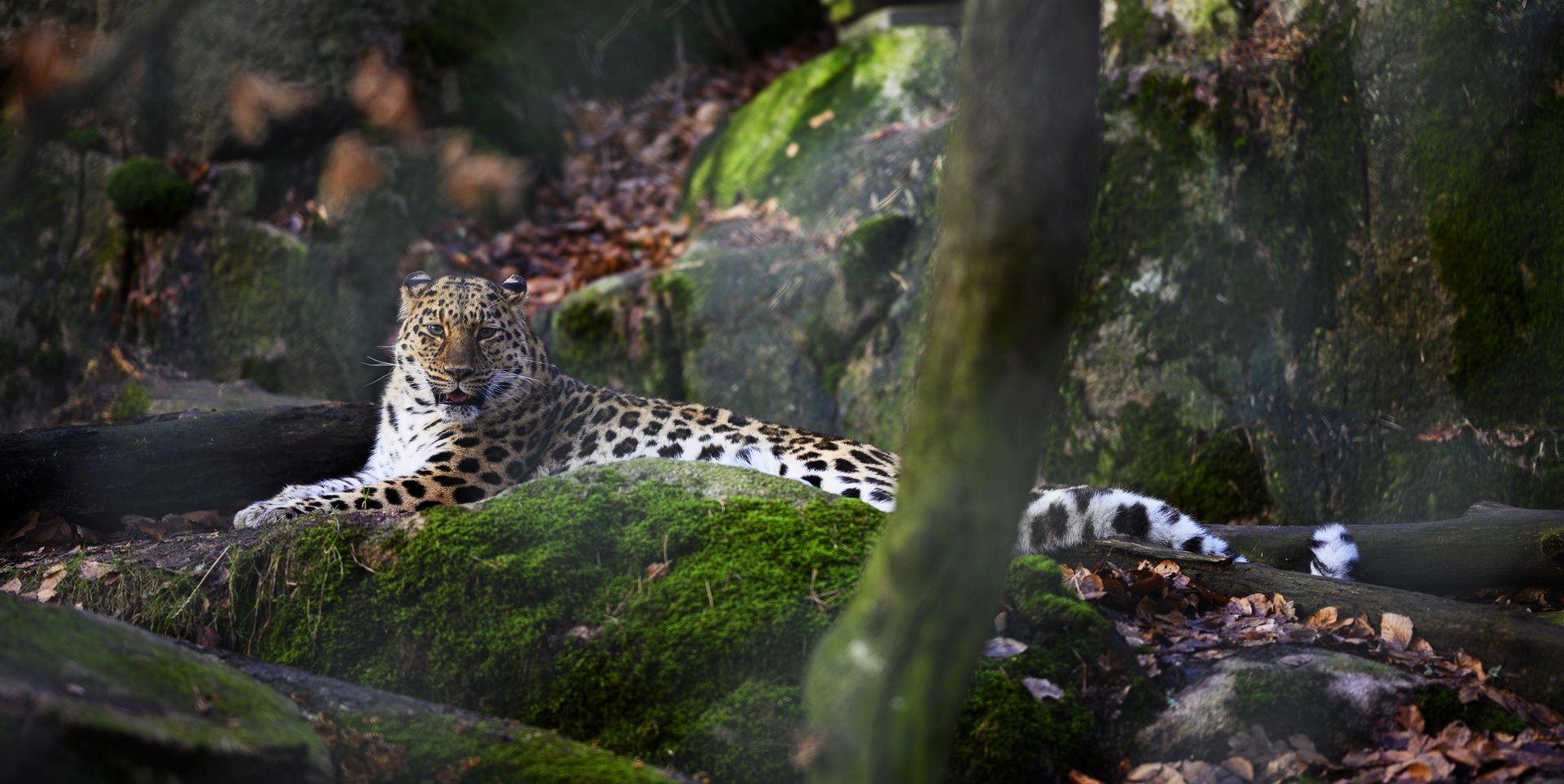 Amur Leopard