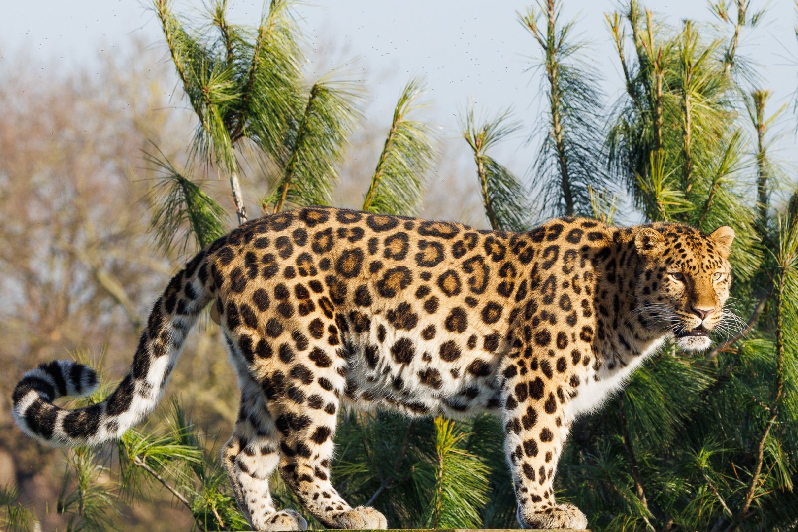 Amur Leopard