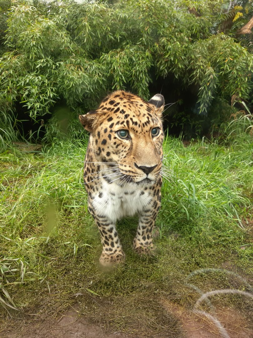 Amur leopard