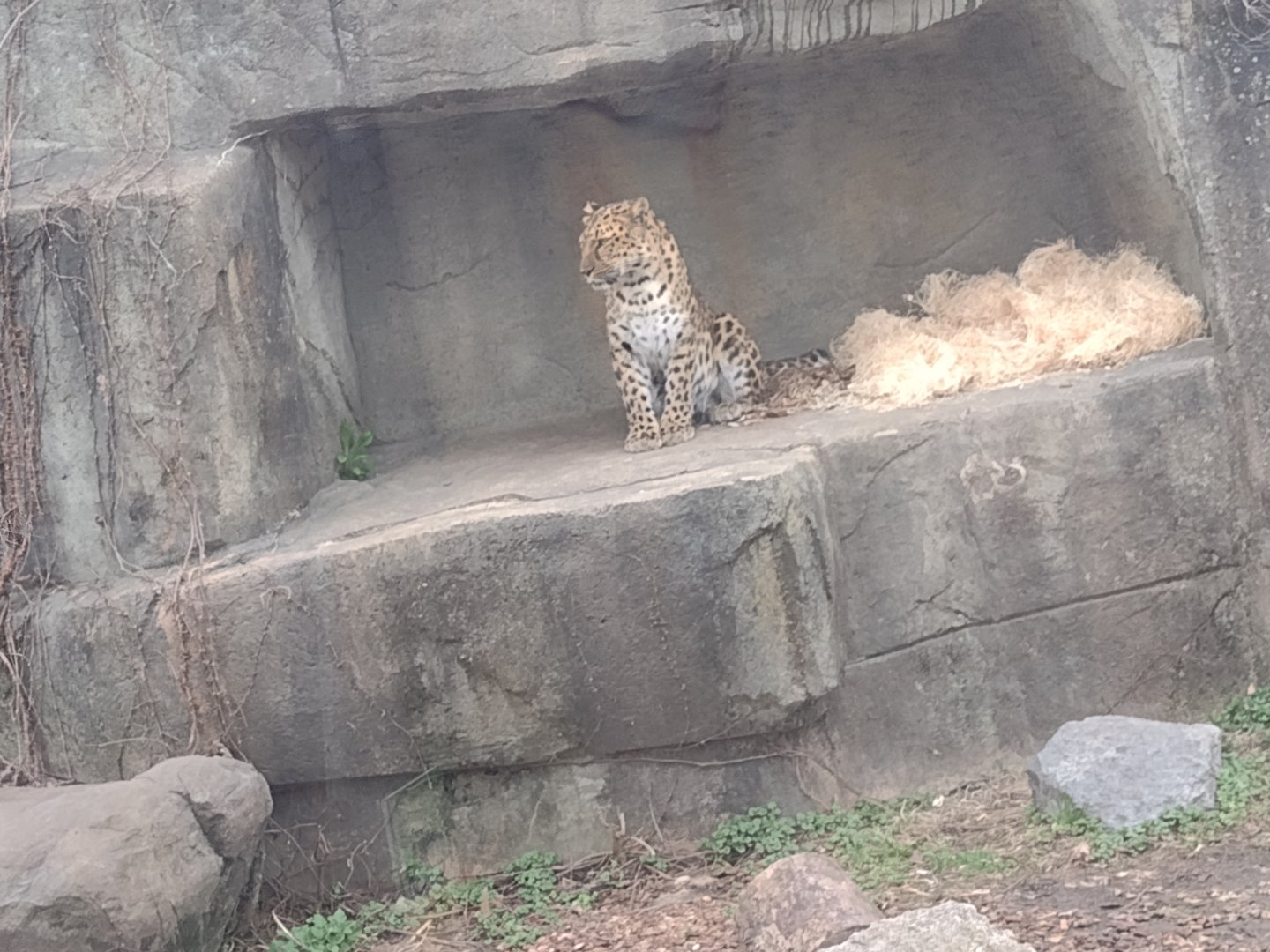 Amur Leopard