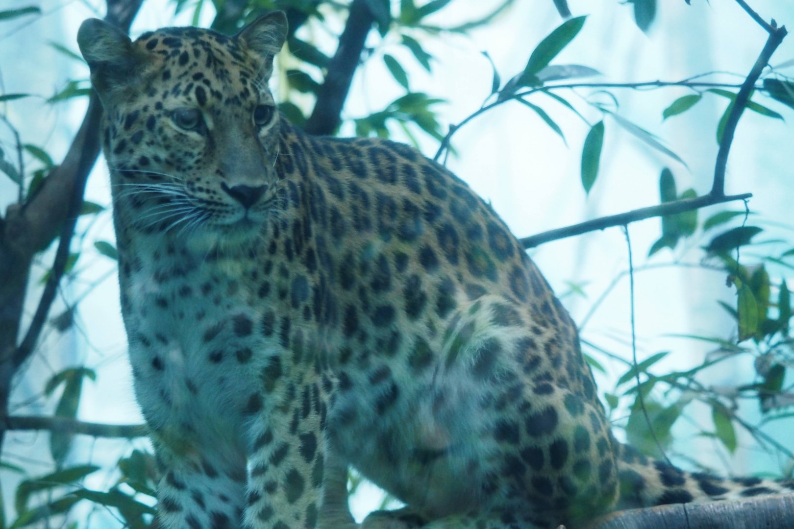 Amur leopard