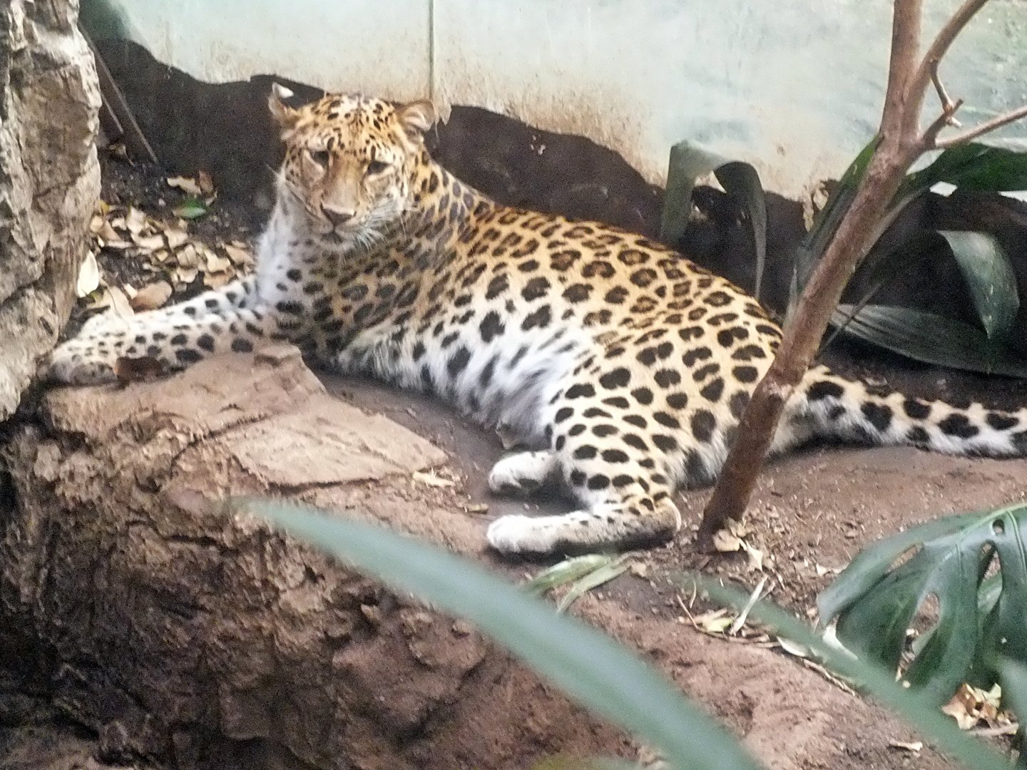 Amur leopard
