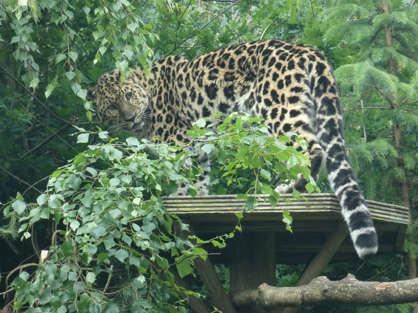 Amur leopard