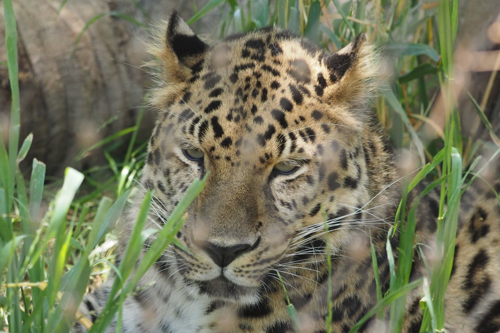 Amur Leopard