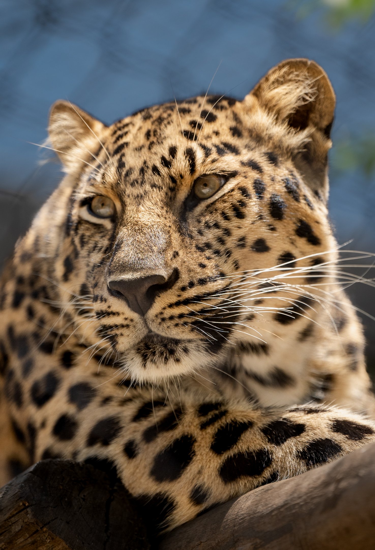 Amur Leopard