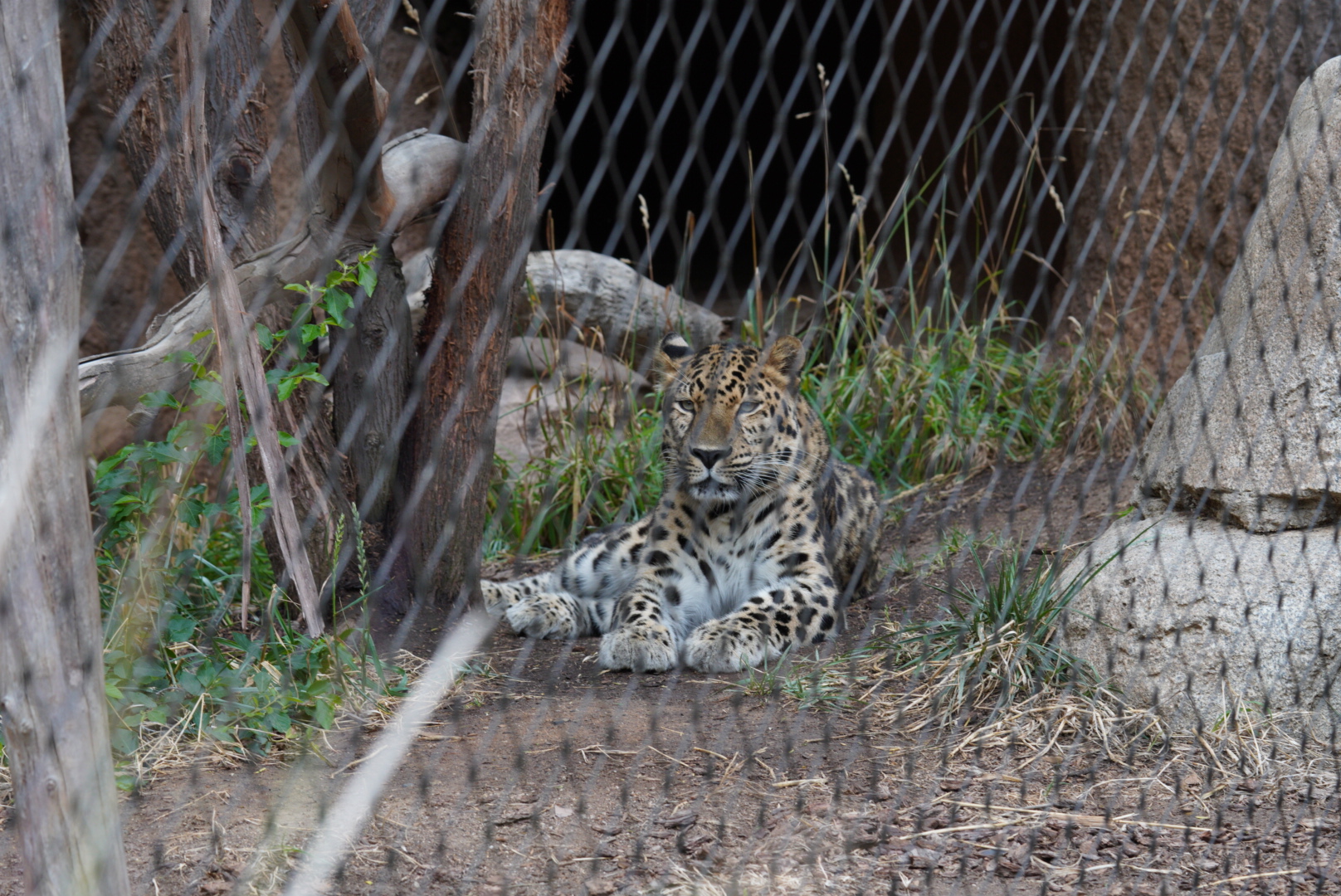 Amur Leopard