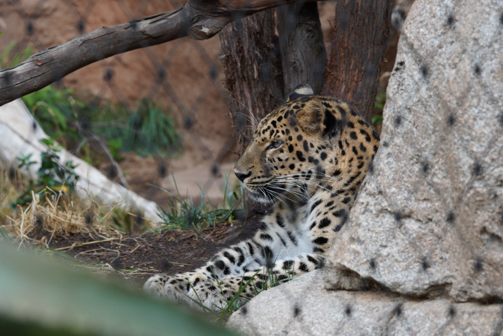 Amur Leopard