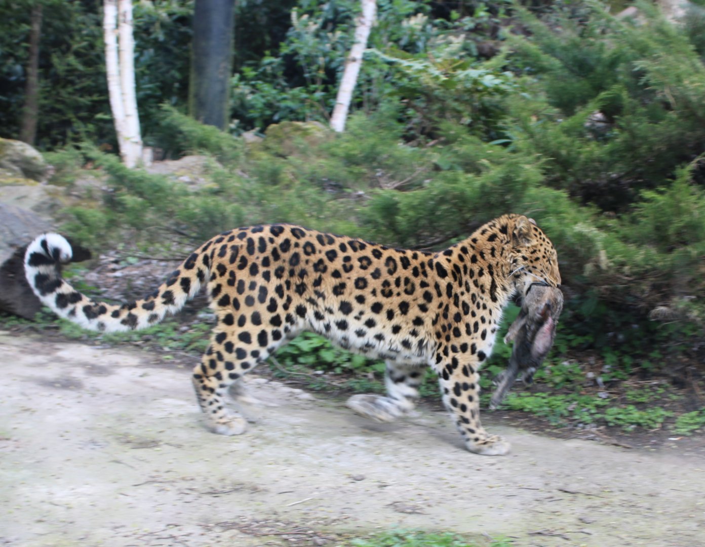 Amur leopard