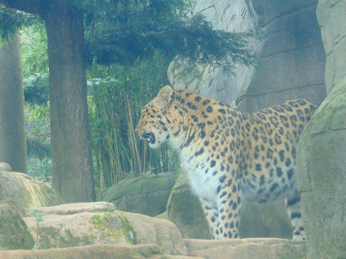 Amur Leopard