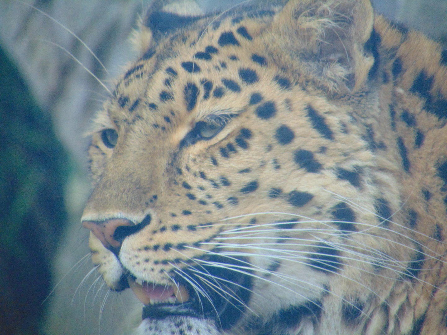 Amur Leopard