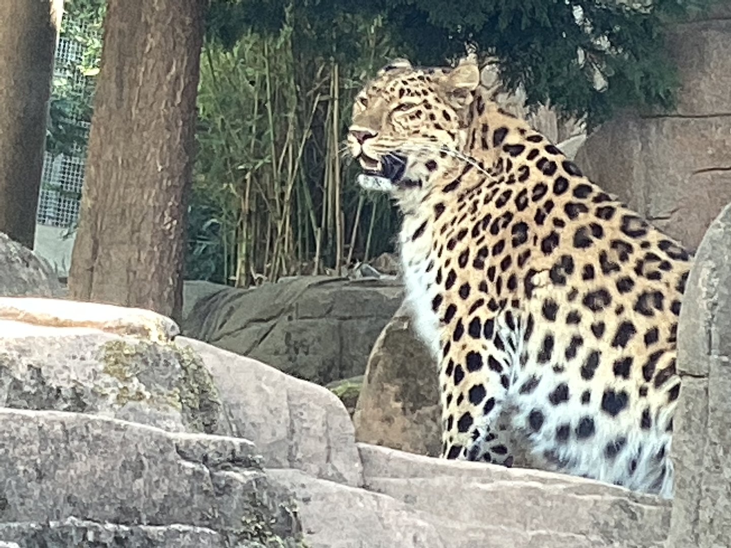 Amur Leopard