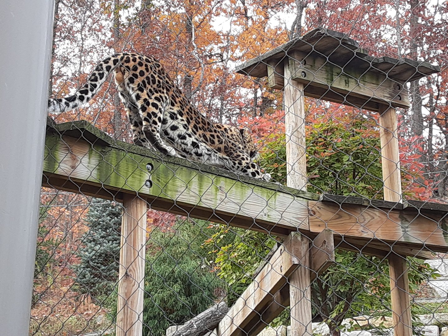 Amur Leopard