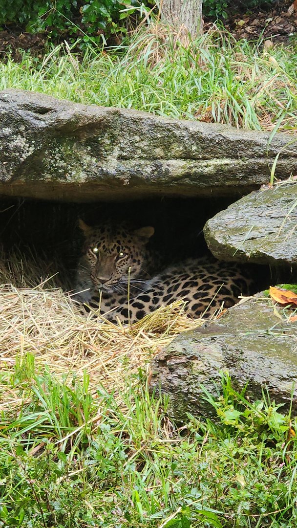 Amur Leopard