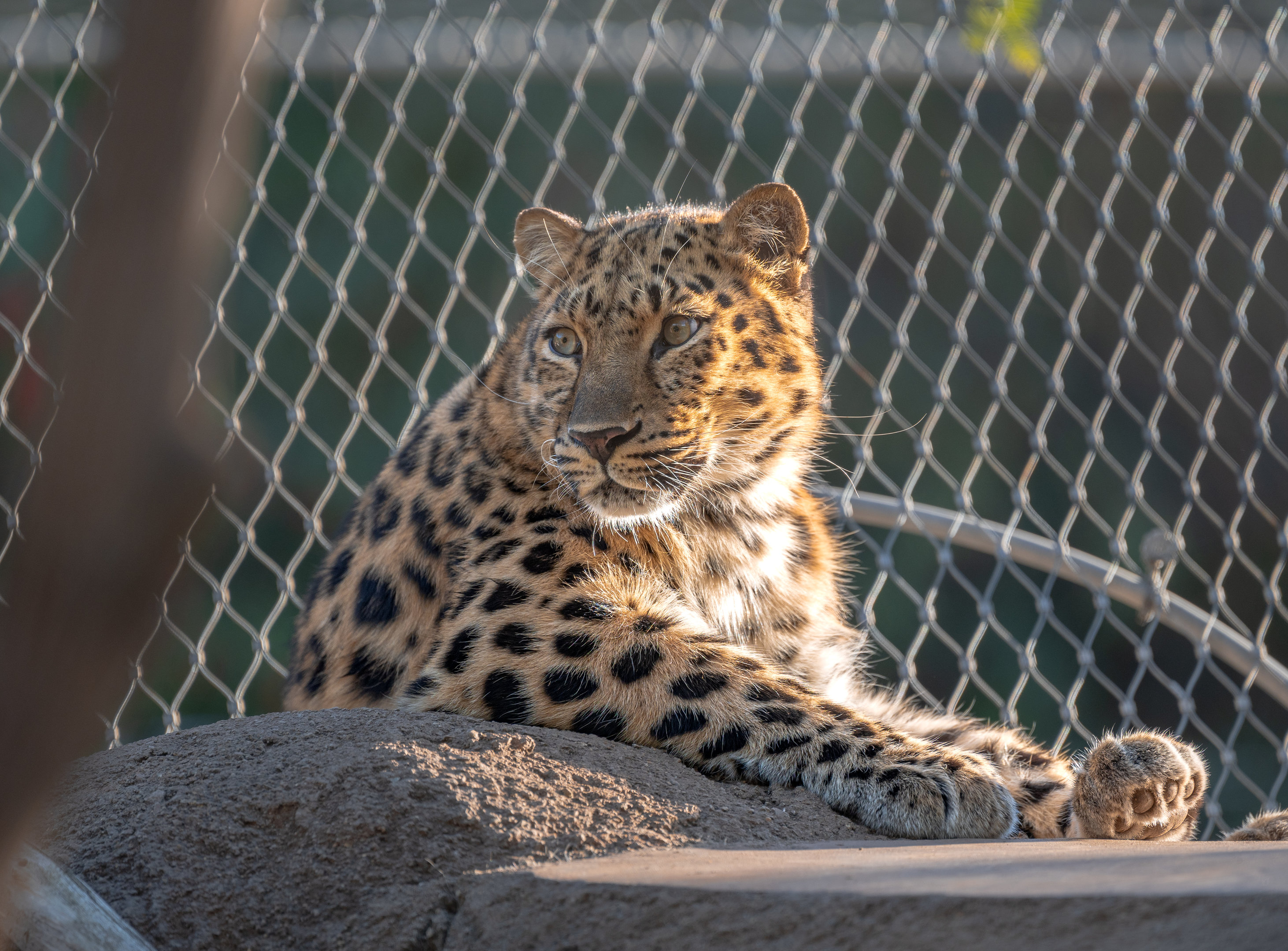 Amur Leopard