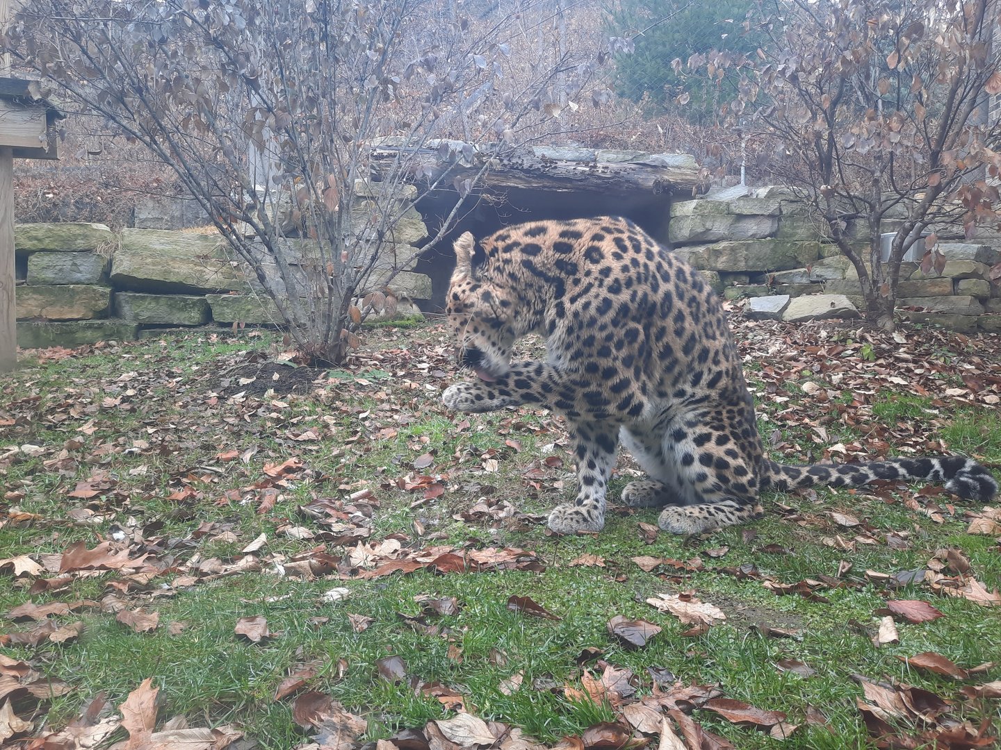 Amur Leopard