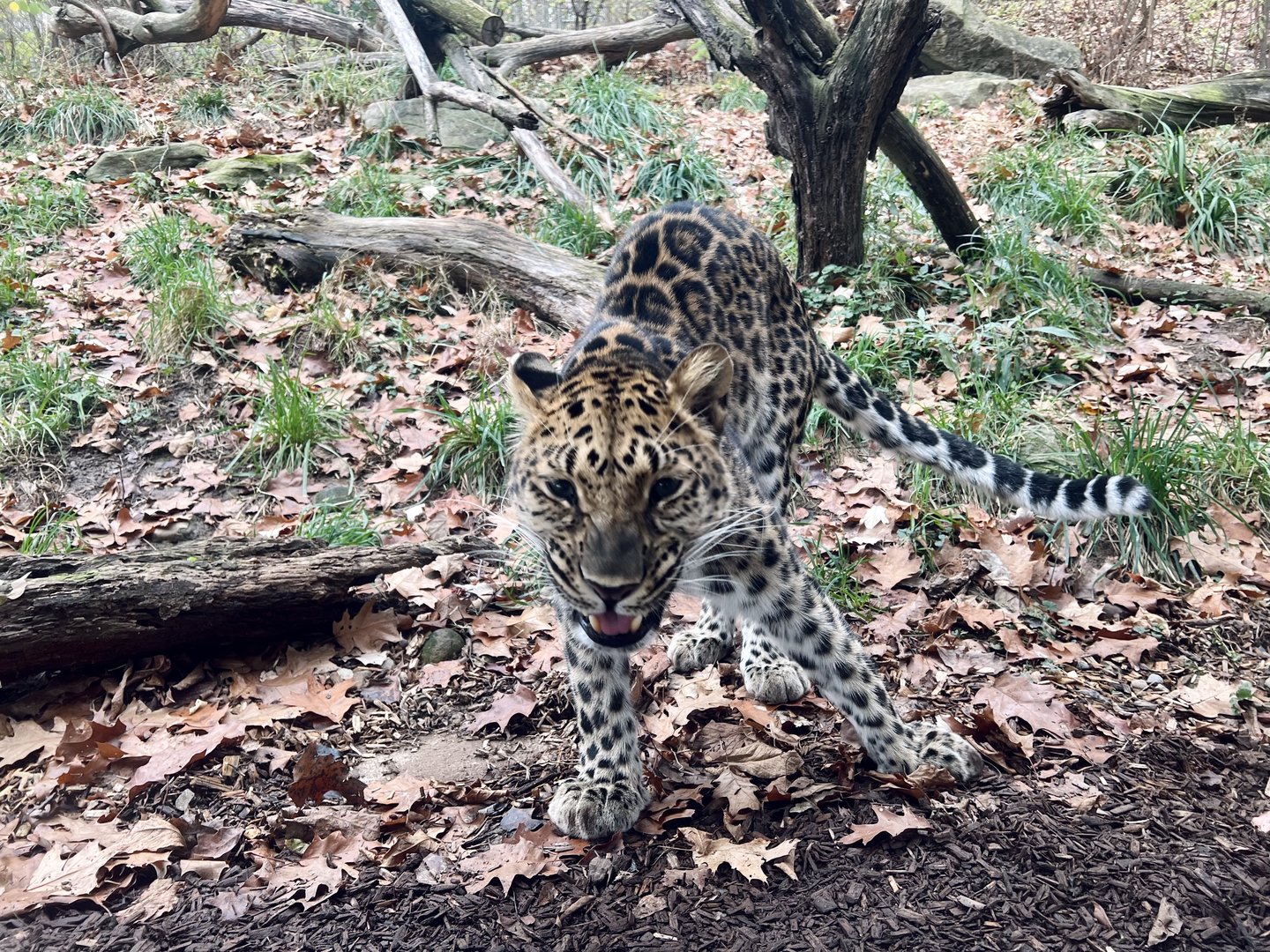 Amur Leopard