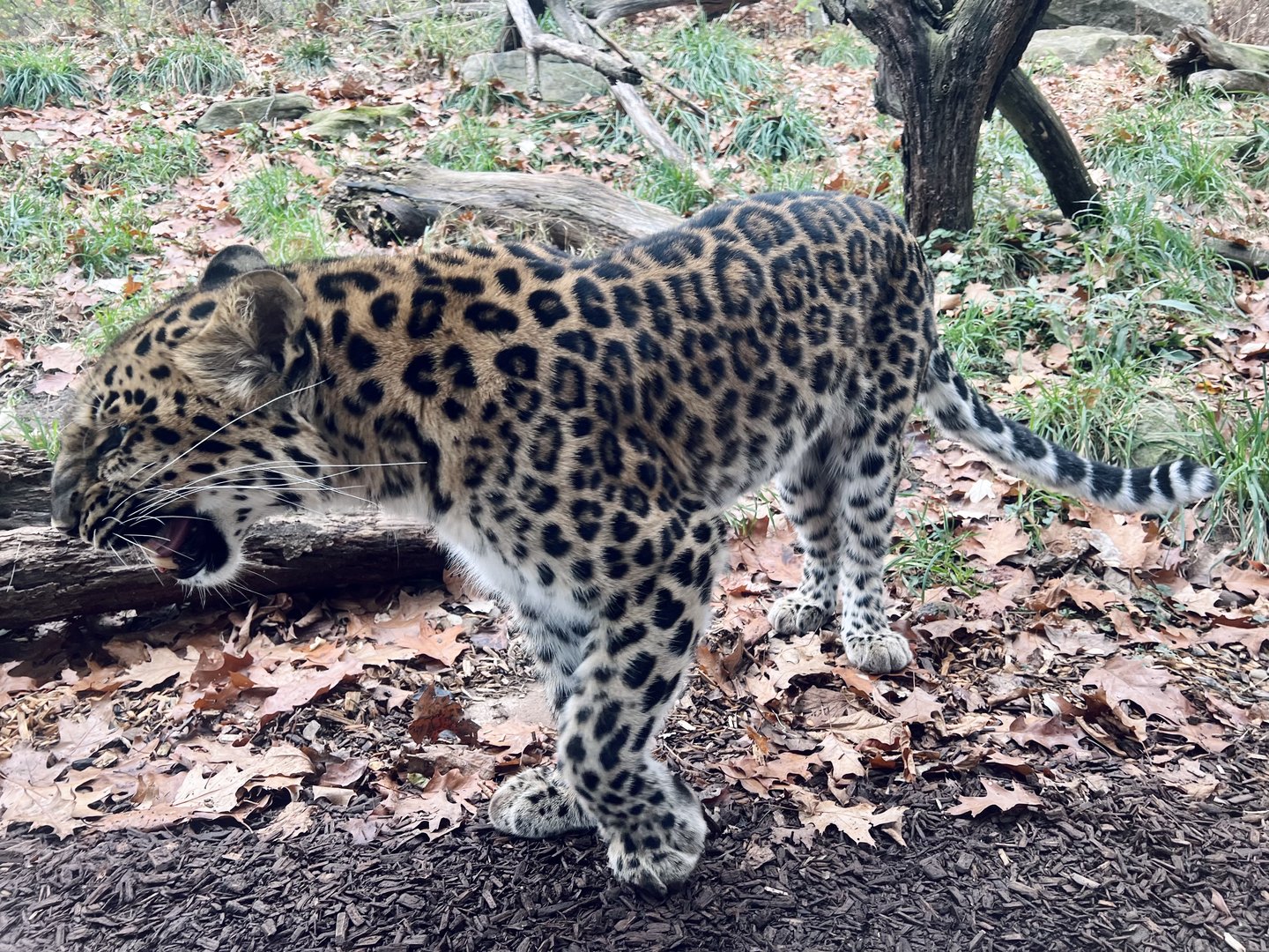 Amur Leopard