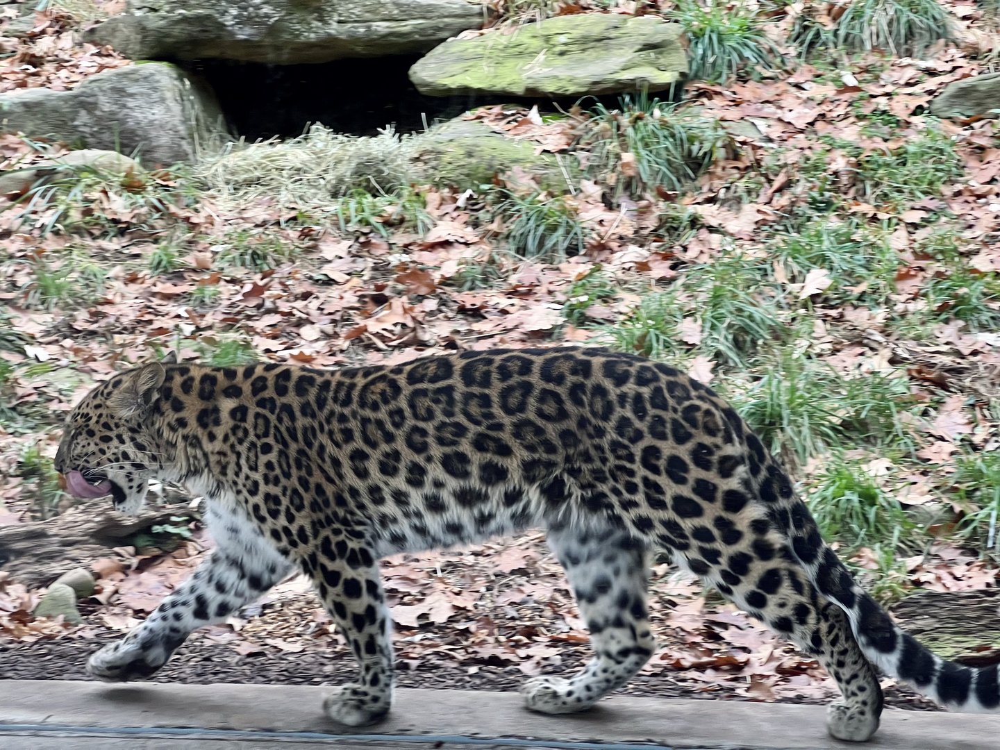 Amur Leopard
