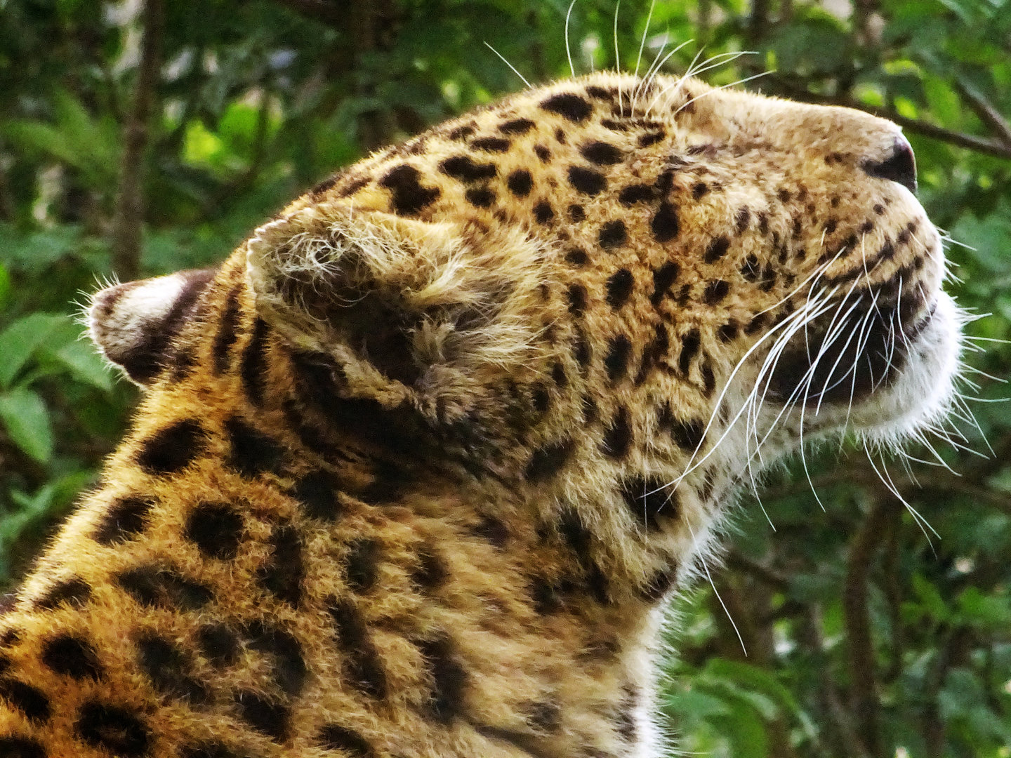 Amur Leopard