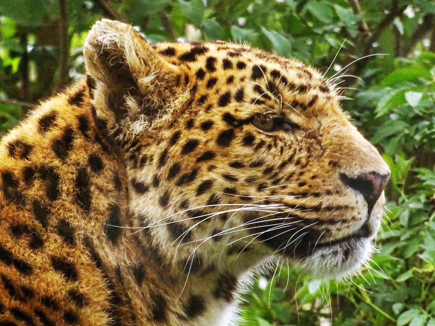 Amur Leopard