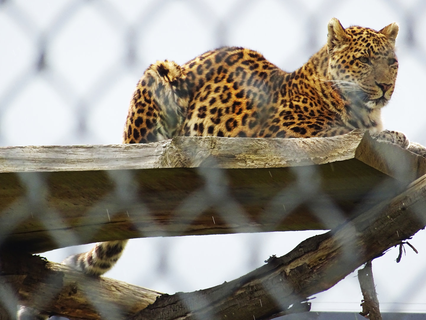 Amur Leopard