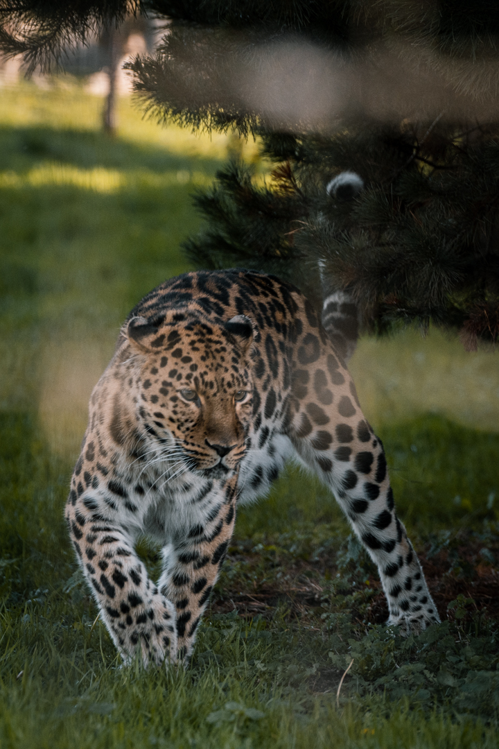 Amur Leopard