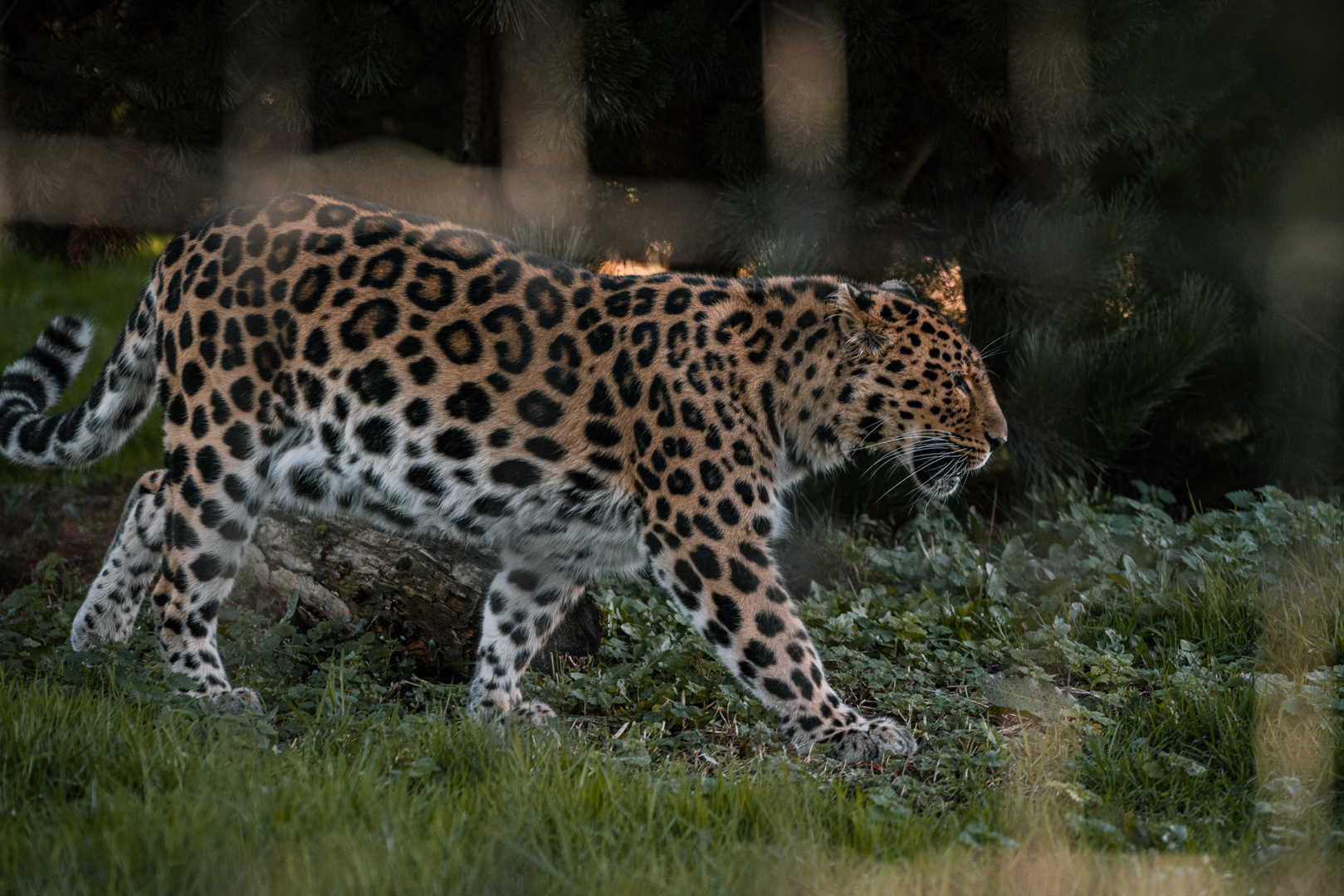 Amur Leopard