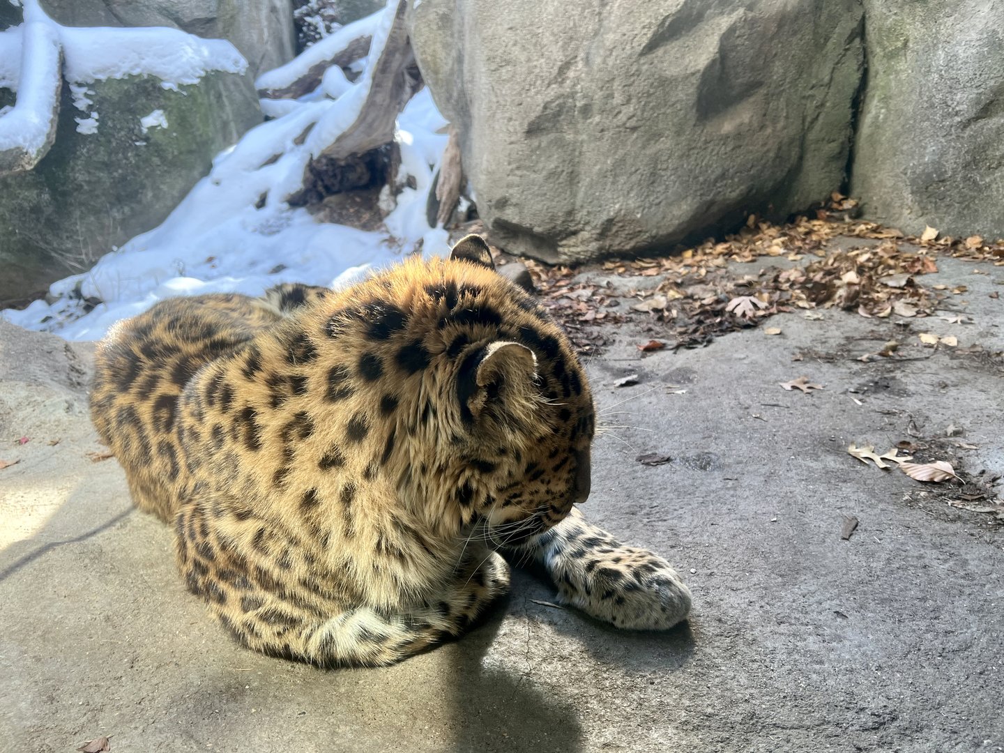 Amur Leopard