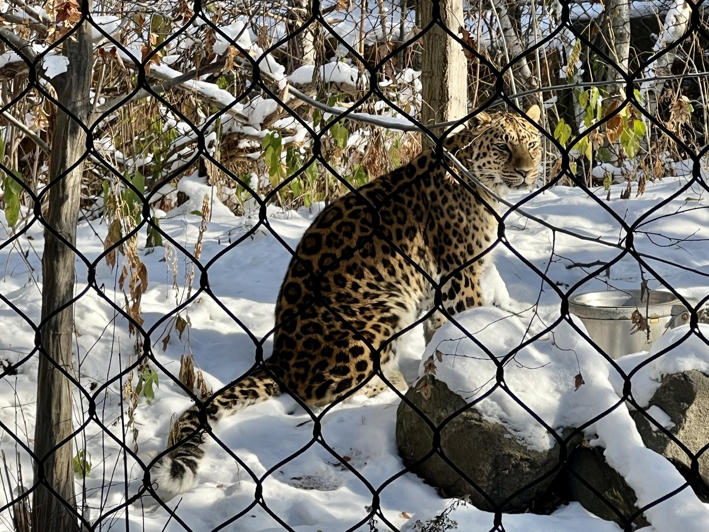 Amur Leopard