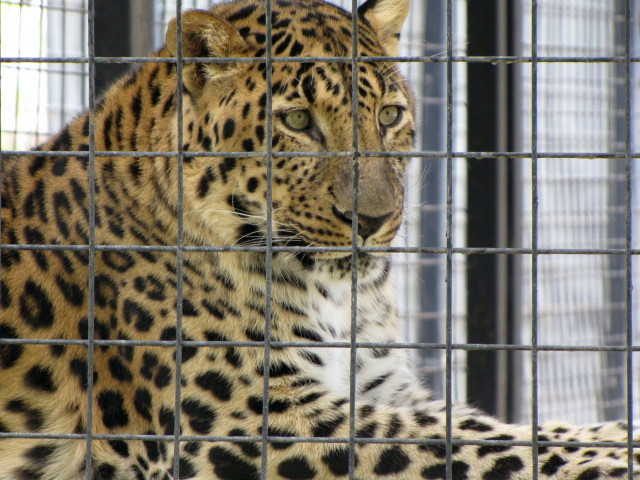 Amur Leopard