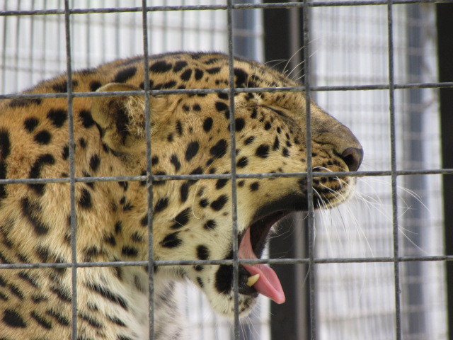 Amur Leopard