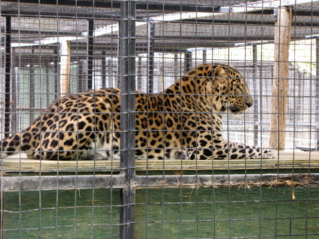 Amur Leopard