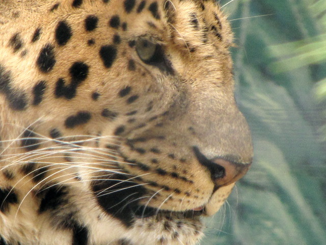 Amur Leopard