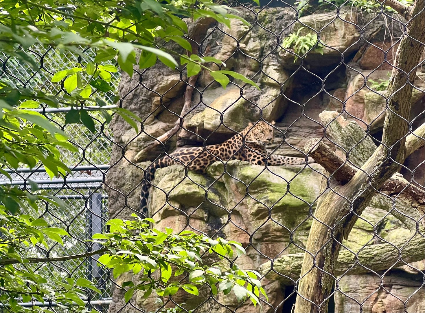 Amur Leopard