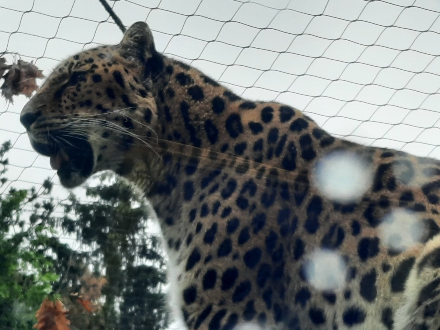 Amur Leopard