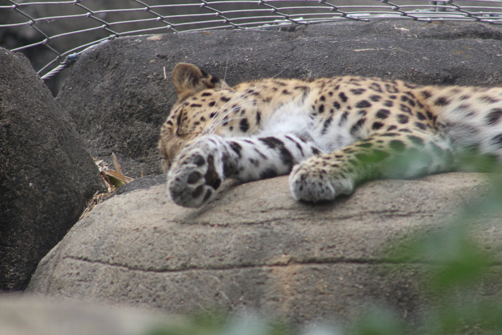 Amur leopard