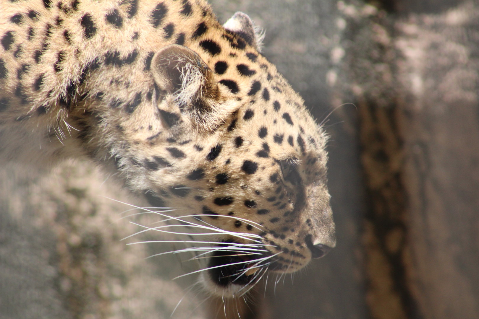 Amur leopard